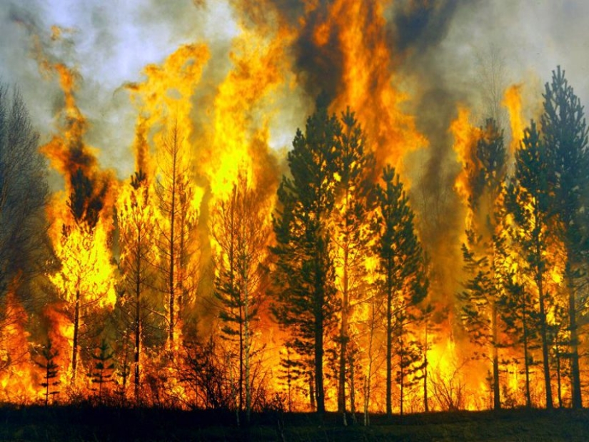 10 peligros mortales que acechan en nuestros bosques