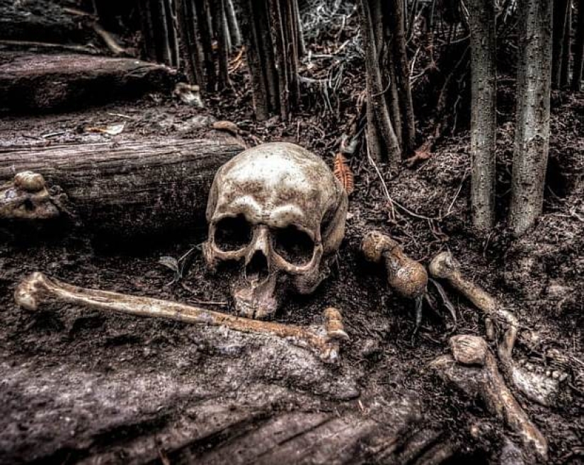 10 peligros mortales que acechan en nuestros bosques