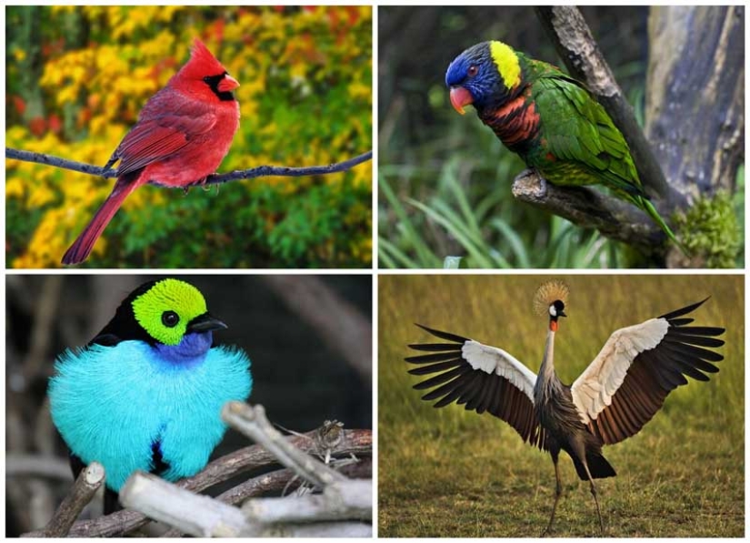 10 pájaros más hermosos del mundo