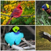 10 pájaros más hermosos del mundo