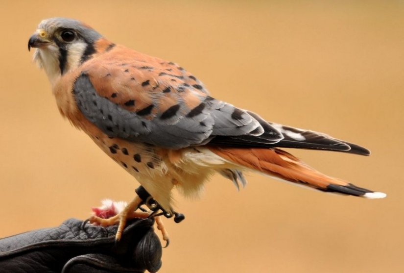 10 pájaros más hermosos del mundo