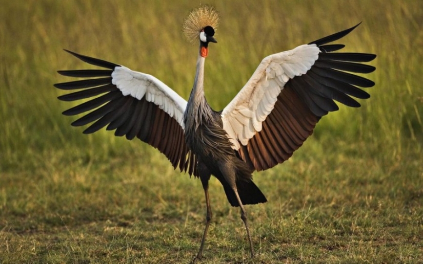 10 pájaros más hermosos del mundo