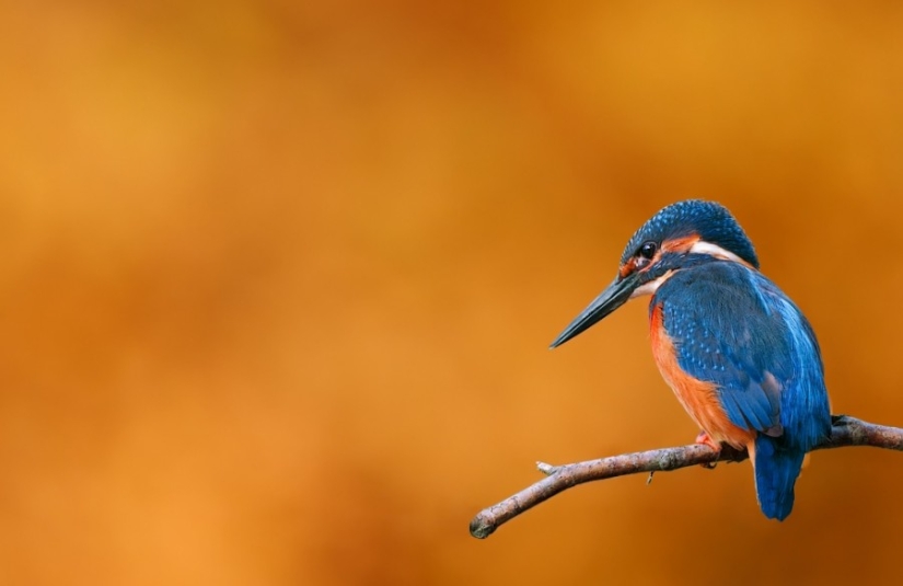 10 pájaros más hermosos del mundo