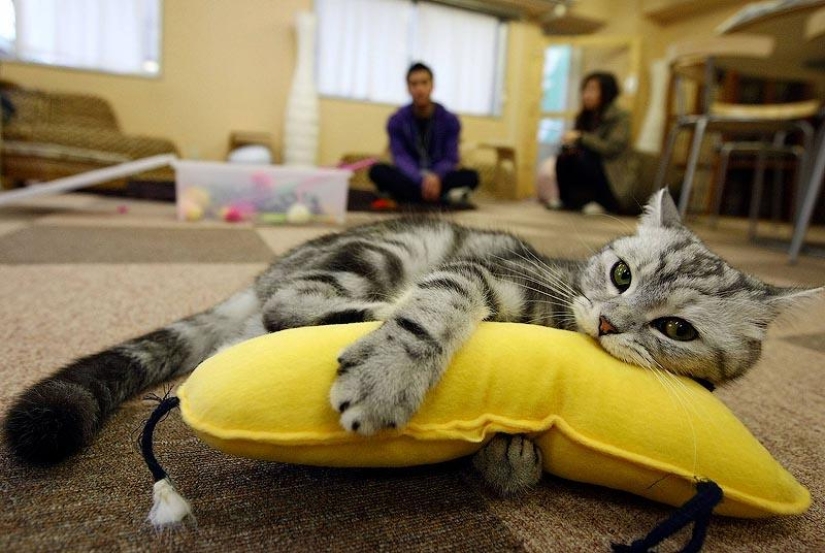 10 places that love cats