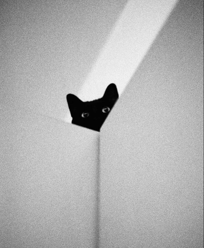 10 Street Photographs That Managed To Capture The Beauty Of Cats, Featured On This Instagram Page (Part2)