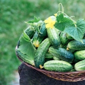 10 time-tested tips that will greatly increase the yield of cucumbers: a note to all gardeners
