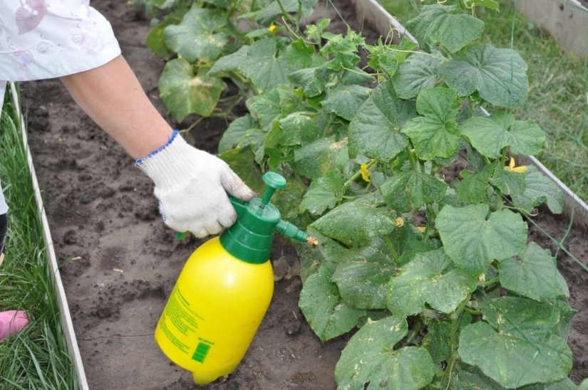 10 time-tested tips that will greatly increase the yield of cucumbers: a note to all gardeners