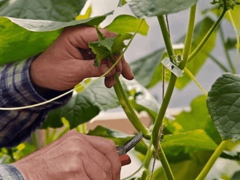 10 time-tested tips that will greatly increase the yield of cucumbers: a note to all gardeners