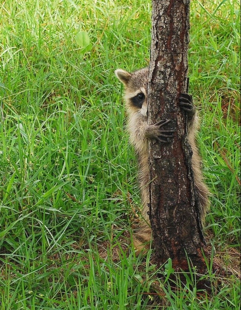 100 coolest Raccoon Photos of all time