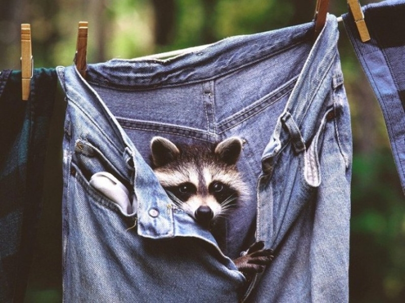 100 coolest Raccoon Photos of all time