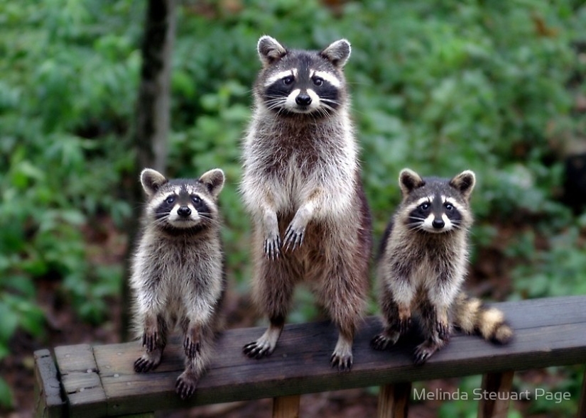 100 coolest Raccoon Photos of all time