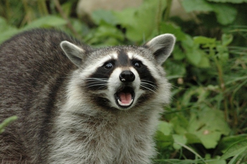 100 coolest Raccoon Photos of all time