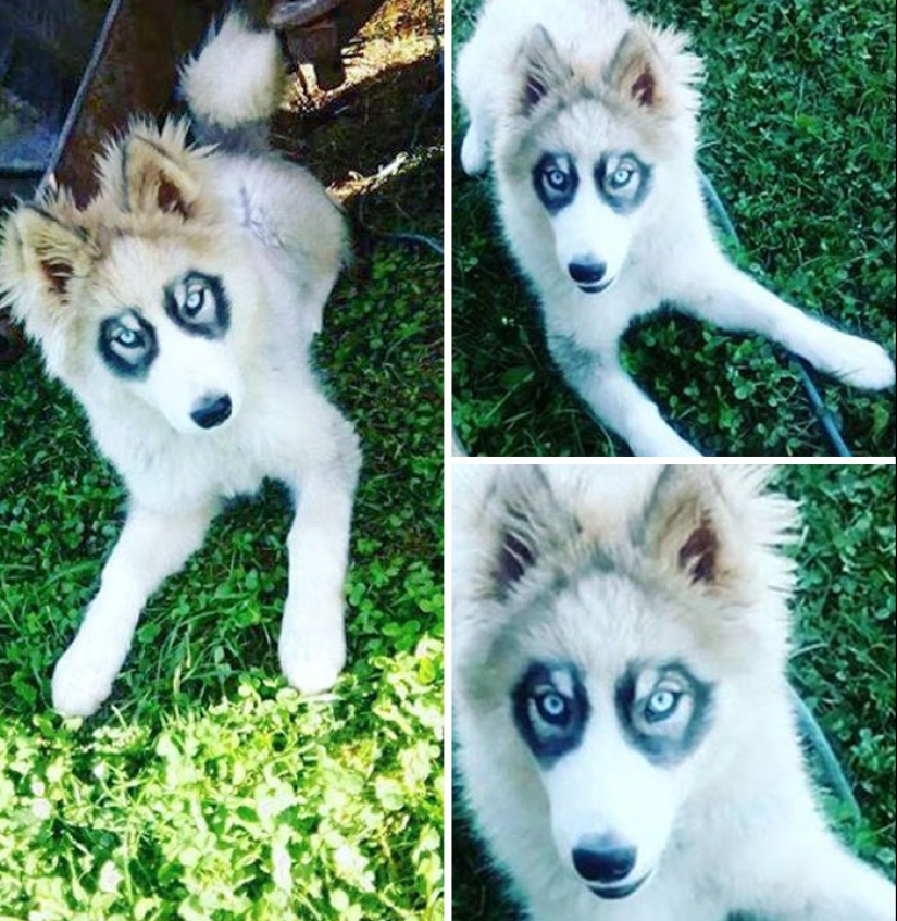 11 Animals Showcasing Unique And Extraordinary Fur Markings