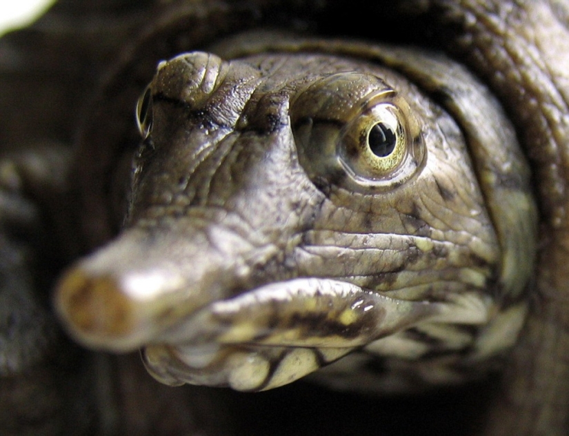 11 animals that couldn't come to terms with genetics