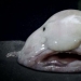11 contenders for the title of the ugliest animal on the planet
