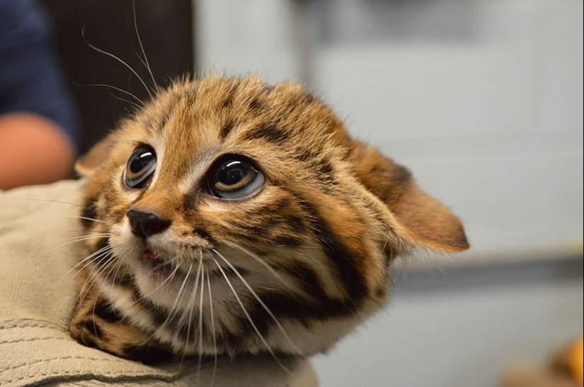 11 especies raras de gatos salvajes que probablemente no sabías que existen