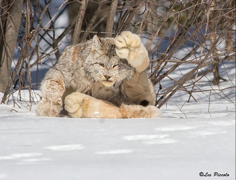 11 especies raras de gatos salvajes que probablemente no sabías que existen