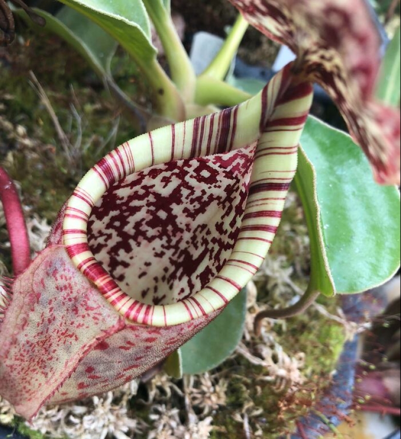 11 especímenes botánicos extraños y únicos que quizás no hayas visto antes