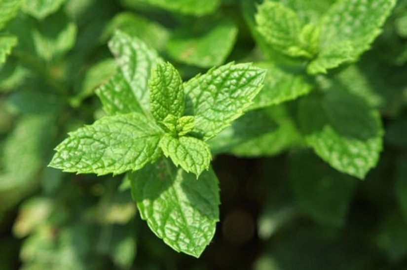 11 herbs to keep mosquitoes away