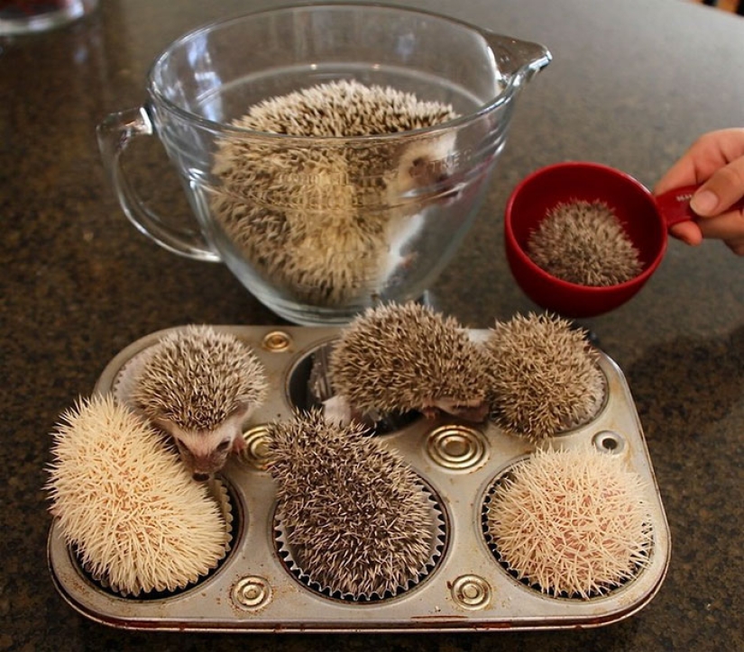 11 incredibly cute hedgehogs celebrate the ancient Roman holiday Hedgehog Day