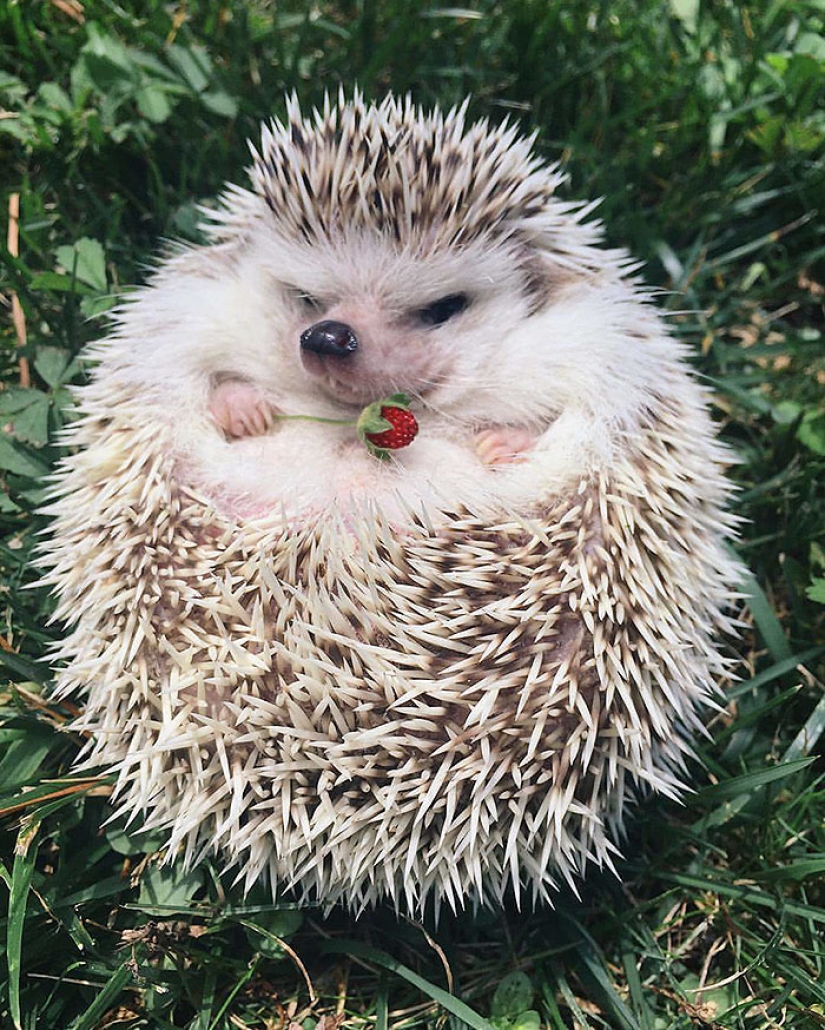 11 incredibly cute hedgehogs celebrate the ancient Roman holiday Hedgehog Day