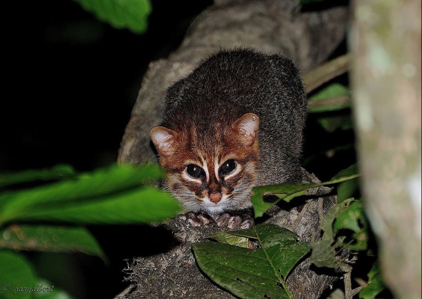 11 Rare Wild Cat Species You Probably Didn’t Know Exist