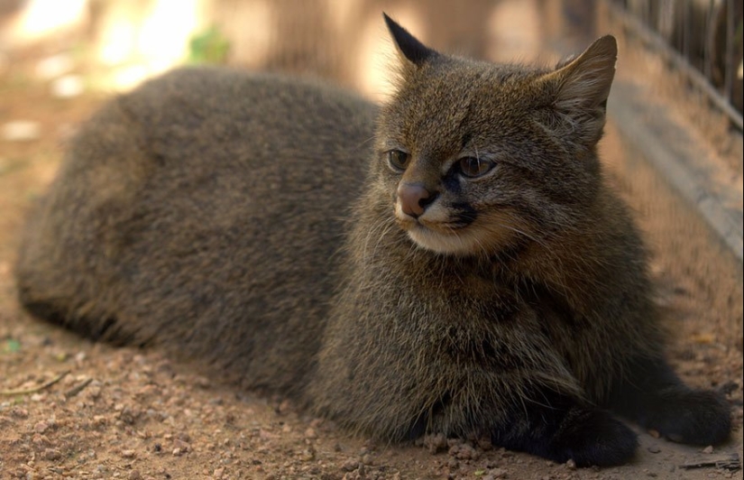 11 Rare Wild Cat Species You Probably Didn’t Know Exist