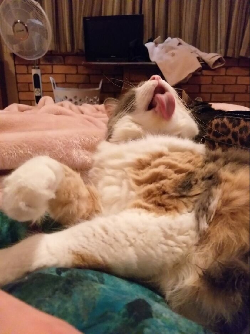 12 Cats With Such Funny Faces You Can't Stop Laughing