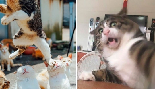 12 Cats With Such Funny Faces You Can't Stop Laughing