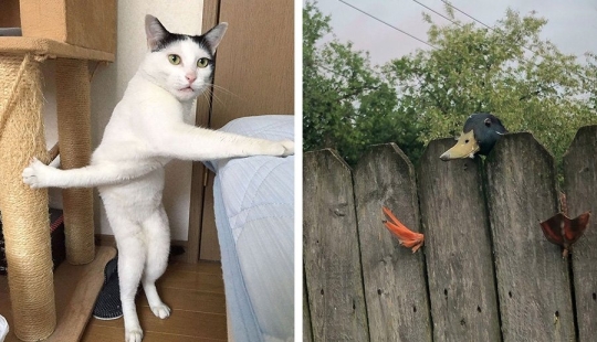 12 Clumsy Animals Who Got Ridiculous Situations