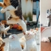 12 gatos con caras tan divertidas que no puedes dejar de reír