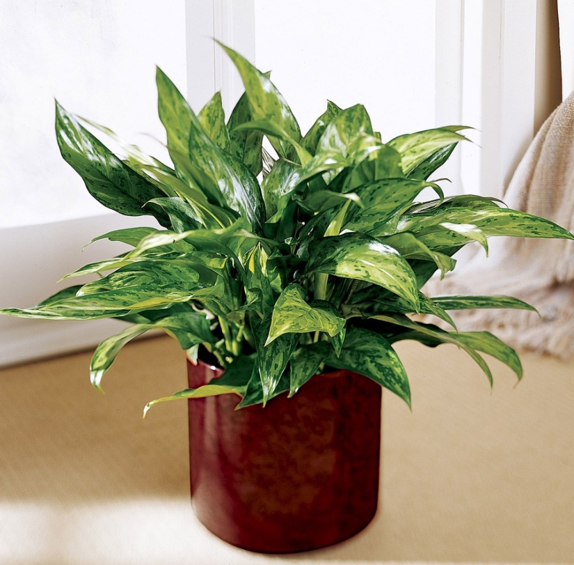 12 home plants that can survive even in the darkest corner