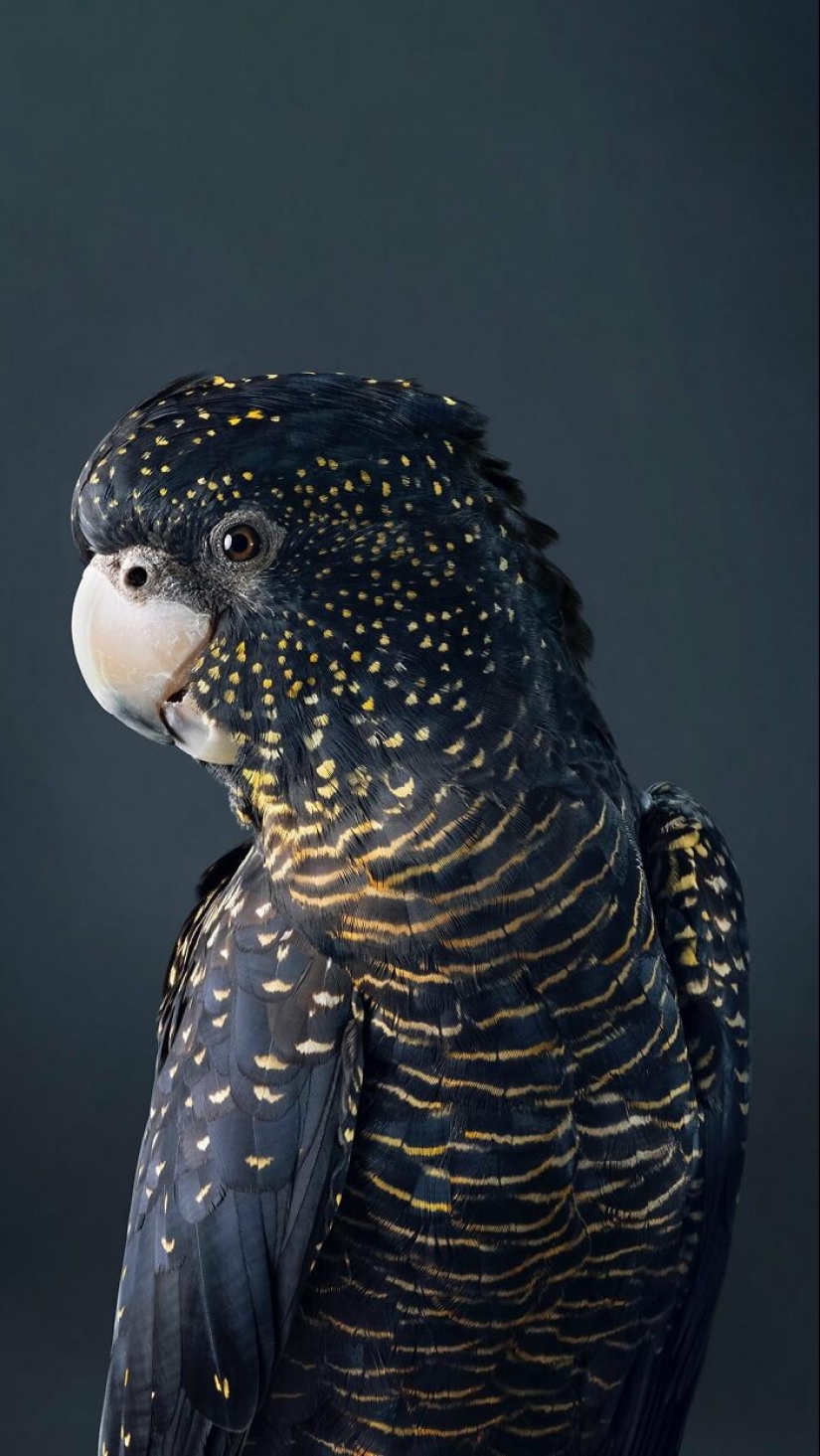 12 New Photos Of Perfectly Posed Birds Captured By Photographer Leila Jeffreys
