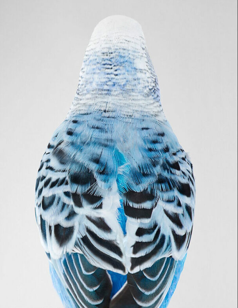 12 New Photos Of Perfectly Posed Birds Captured By Photographer Leila Jeffreys