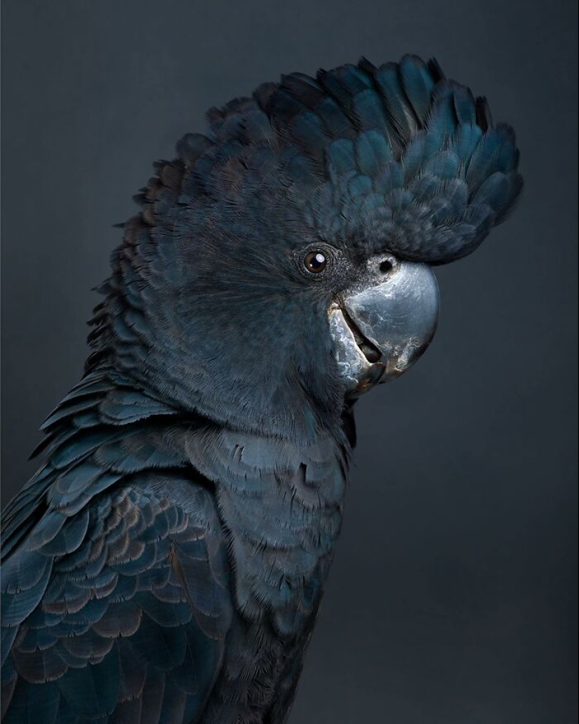 12 nuevas fotografías de pájaros en posturas perfectas capturadas por la fotógrafa Leila Jeffreys