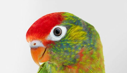 12 nuevas fotografías de pájaros en posturas perfectas capturadas por la fotógrafa Leila Jeffreys