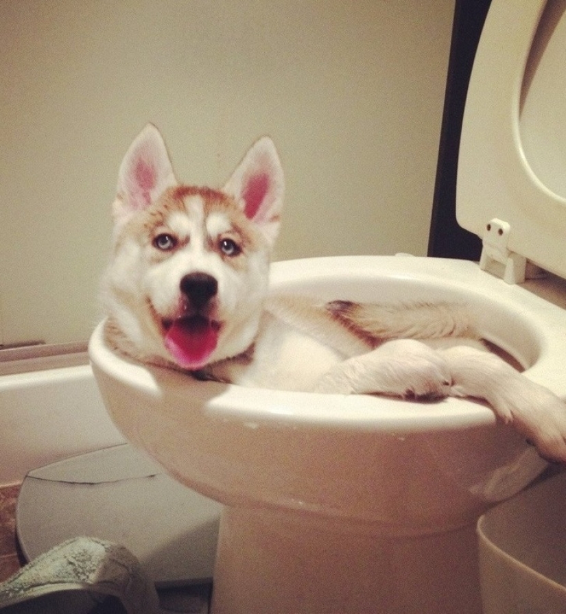 12 photos that prove our pets are adorable
