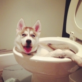 12 photos that prove our pets are adorable