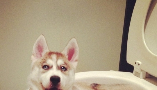 12 photos that prove our pets are adorable