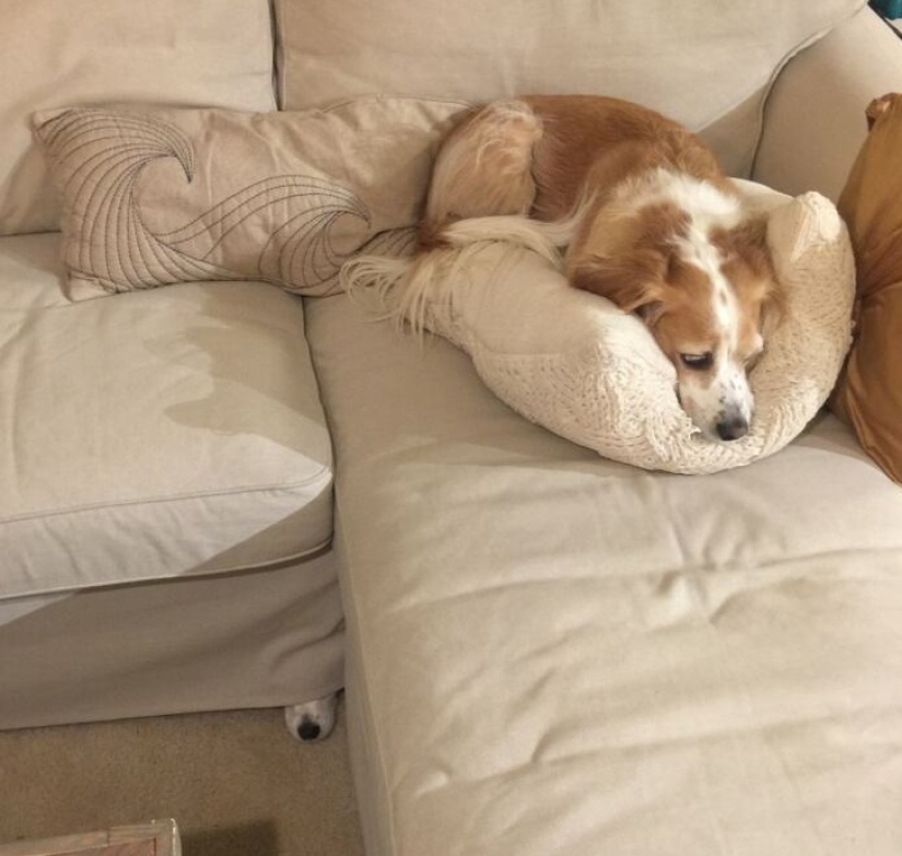 12 photos that prove our pets are adorable