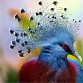 12 pájaros espléndidos con pelo