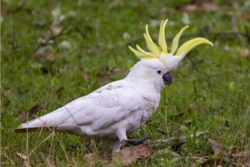 12 pájaros espléndidos con pelo