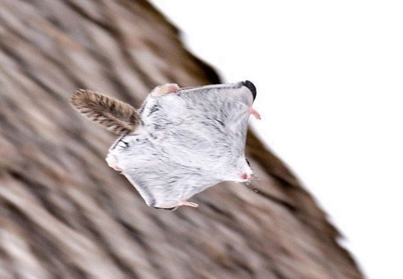 12 pruebas de que la ardilla voladora es el animal más lindo del mundo