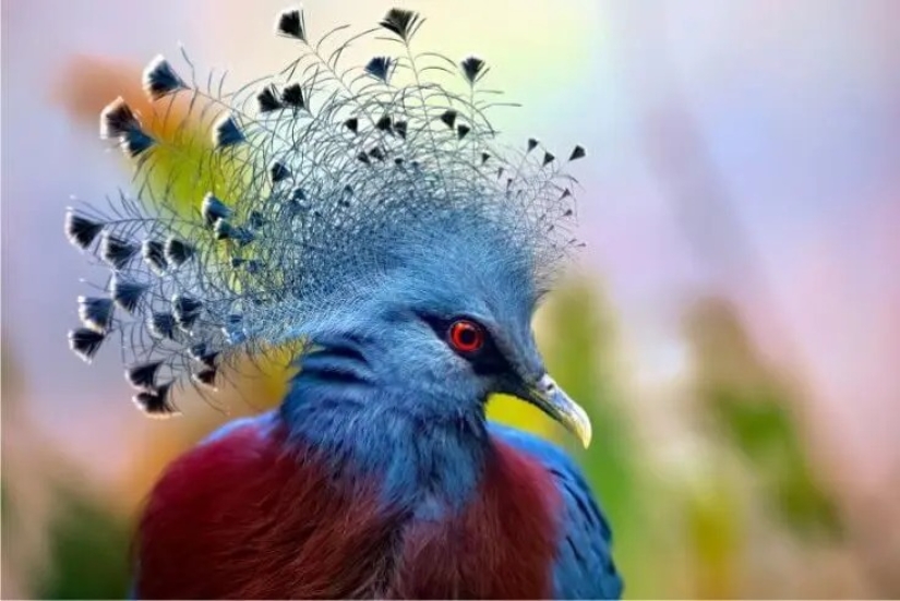 12 Splendid Birds With Hair