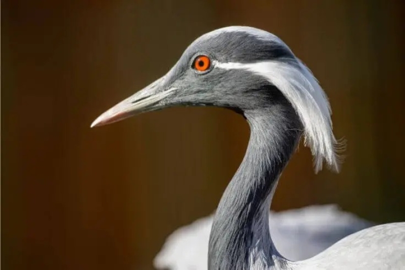 12 Splendid Birds With Hair