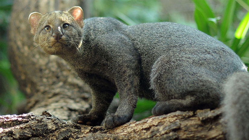 12 types of wild cats that you didn't know about
