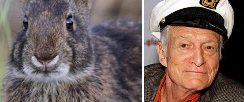 13 Animals With Celebrity Names You Never Knew Existed