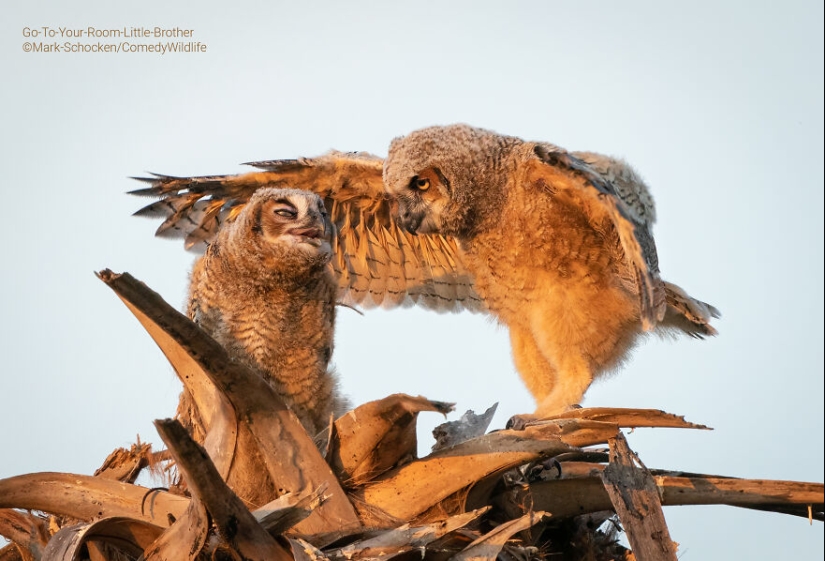 13 Of The Best Entries Into The Comedy Wildlife Photography Awards (2023 Edition) (Part2)