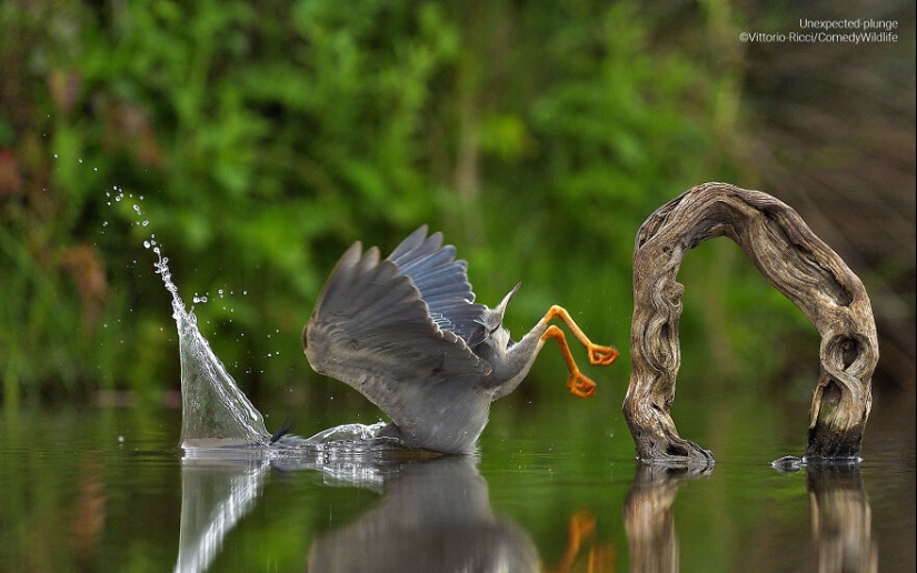 13 Of The Best Entries Into The Comedy Wildlife Photography Awards (2023 Edition) (Part2)