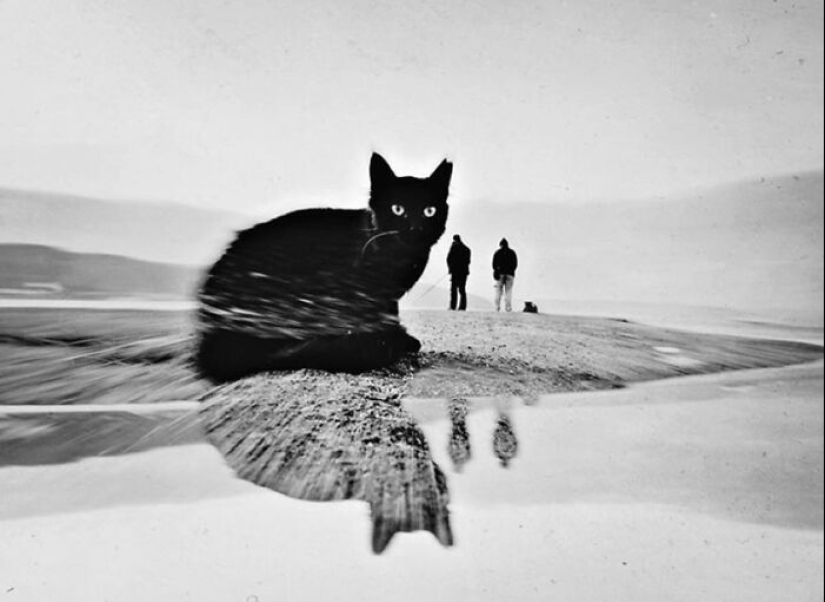 13 Street Photographs That Managed To Capture The Beauty Of Cats, Featured On This Instagram Page